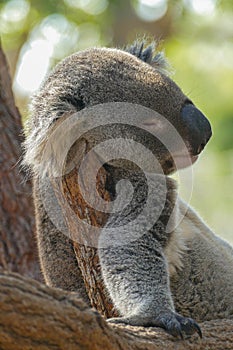 Lazy koala sleeping