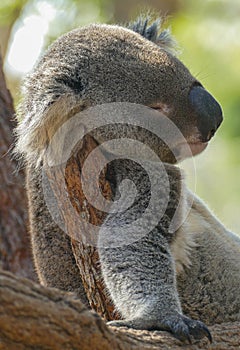 Lazy koala sleeping