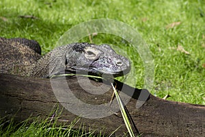 Lazy komodo dragon