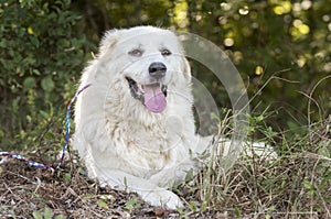 Lazy large white Great Pyrenees dog