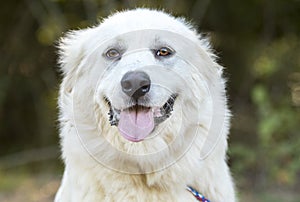 Lazy large white Great Pyrenees dog photo