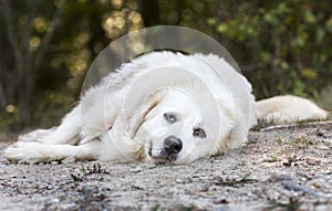 Lazy large white Great Pyrenees dog laying down outside