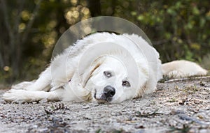 Lazy large white Great Pyrenees dog laying down outside photo