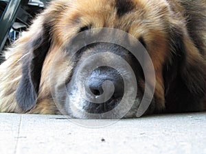 Lazy Leonberger dog photo