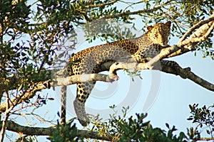 Lazy leopard