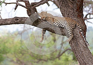 Lazy leopard