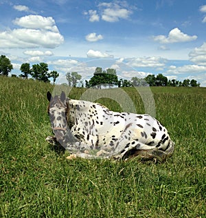 Lazy Leopard Appaloosa