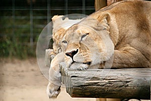 Lazy Lion photo