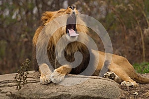 Lazy Lion