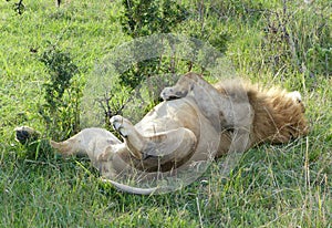 Lazy lion