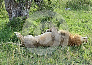 Lazy lion