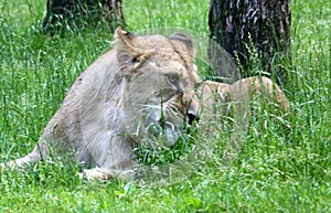 Lazy lion