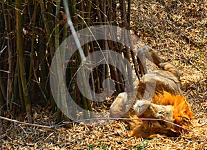 A lazy lion