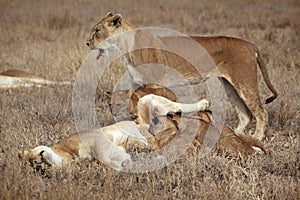 Lazy lion family, Serengeti, Tanzania