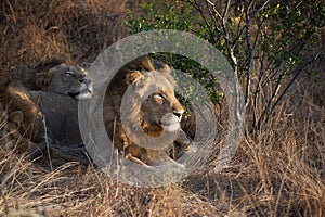 Lazy Lion in Kruger National Park