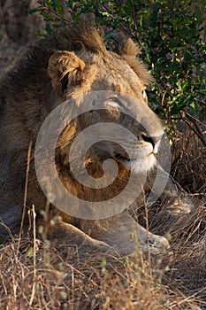 Lazy Lion in Kruger National Park