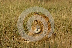 Lazy lion laying in grass looking towards viewer in golden morning light