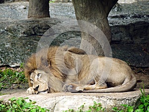 Lazy lion lies down