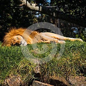 Lazy Lion Naps In The Sun