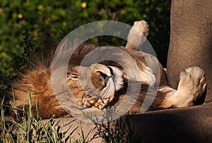 Lazy Lion at Zoo