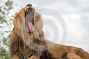 Lazy lions giant yawn