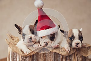 lazy little frenchies brothers wearing christmas hat