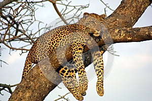 Lazy Lounging Leopard photo