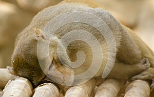 A lazy macaque monkey