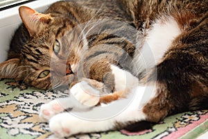 Lazy mackerel tabby cat on the windowsill at morning