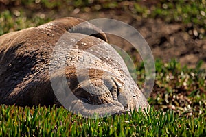 Lazy male elephant seal naps on bed of iceplant on sunny day photo