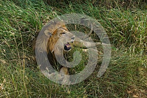 Lazy male lion relaxing in the shade in the Serengeti