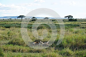 Lazy male lion sleepin in the Savanna of the Serengeti