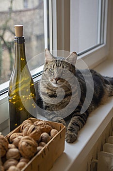 Lazy marbe domestic cat on the windowsill with Christmas decoraions, cute lime eyes on tabby face photo