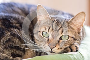 Lazy marble cat with magic lime eyes lying in green cat bed