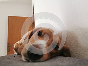 Lazy morning  dogslife