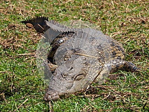 Lazy Nile crocodile