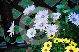 The lazy open wildflowers along the fence