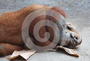 Lazy Orang Utan