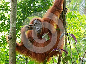 Lazy Orang Utan Sumatra Jungle