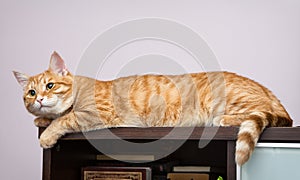 Lazy orange cat