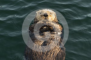 Lazy Otter Floating on Water photo