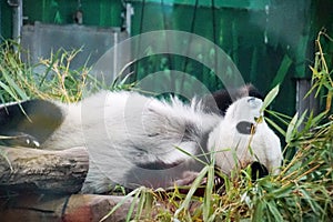the lazy panda is sleeping at the zoo