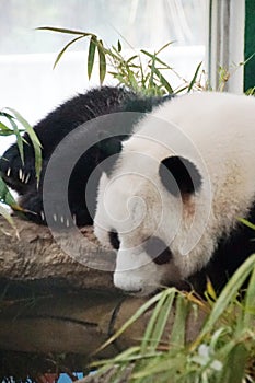 the lazy panda is sleeping at the zoo