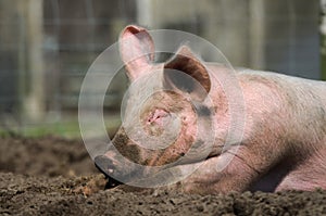 Lazy pig photo
