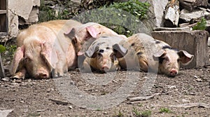 Lazy pigs