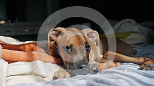 Lazy puppy resting on bed with blanket, funny long dog ears