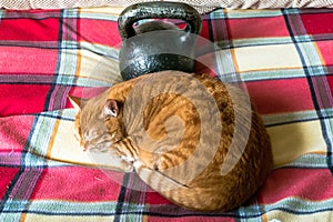 Lazy red cat, curled up and sleeping near the standard 24-kg cast iron kettlebell.