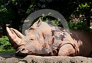 Lazy Rhino