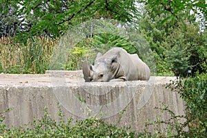 Lazy Rhino in the Zoo