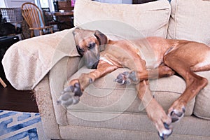 Lazy Rhodesian Ridgeback sleeping on the couch indoors